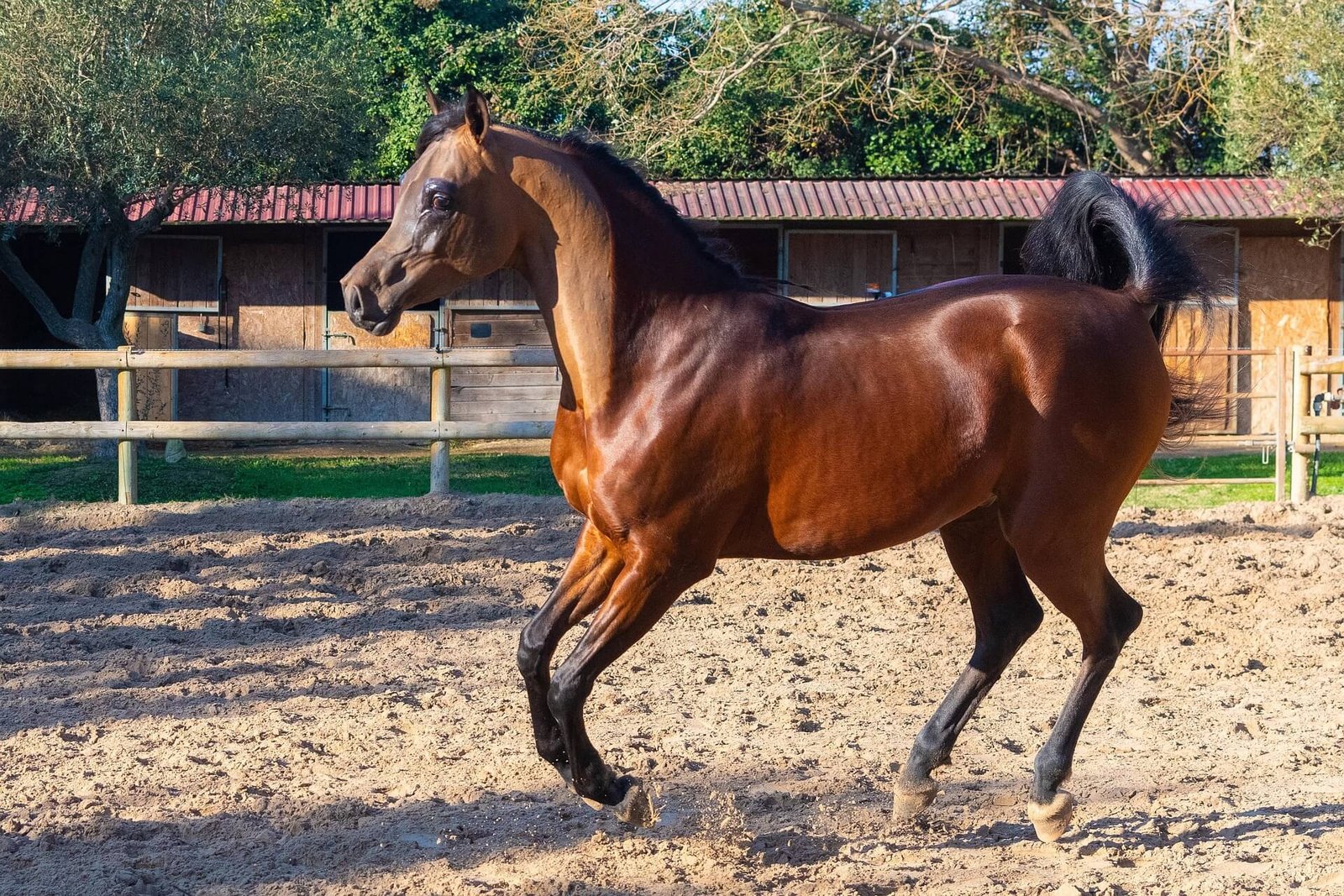 Redefining Dressage Tech for Equestrian Enthusiasts